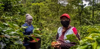 SE SOLICITA TRABAJADOR AGRÍCOLA PARA FINCA DE CAFÉ (MÍNIMA EXPERIENCIA), CONTRATO PERMANENTE Trabajador Agrícola agricultural worker