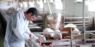SE NECESITA TRABAJADOR PARA GRANJA DE CERDOS (CON O SIN EXPERIENCIA), PERSONA RESPONSABLES Y PUNTUAL Trabajador Para Granja De Cerdos pig farm worker