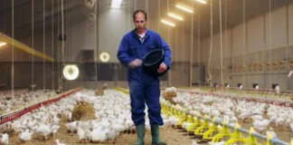 SE NECESITA ENCARGADO DE GRANJA AVÍCOLA/ENGORDE (LABORES DE COSECHA O ATRAPE), BUEN PAGO Encargado De Granja Avícola-Engorde Poultry Farm Staff