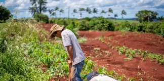 SE SOLICITAN 50 PEONES/AS AGRÍCOLAS PARA GRANJA (RECOLECCIÓN, CARGA Y DESCARGA DE SANDÍAS), NO SE REQUIERE EXPERIENCIA Peones/as Agrícolas Para Granja agricultural farm laborers