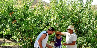 SE REQUIEREN MAS DE 300 TRABAJADORES AGRÍCOLAS DE ÁRBOLES FRUTALES (POCA EXPERIENCIA), TURNO DE MAÑANA. BUEN PAGO Trabajadores Agrícolas De Árboles Frutales fruit tree agricultural workers