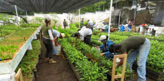 SE REQUIEREN AYUDANTES AGRÍCOLAS PARA VIVEROS E INVERNADERO (9 PUESTOS), NO ES NECESARIO EXPERIENCIA Ayudantes Agrícolas agricultural helpers