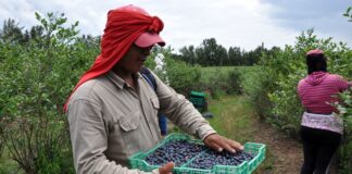 SE SOLICITAN AYUDANTES Y OBREROS AGRÍCOLAS PARA VIVERO (150 PUESTOS), POCA EXPERIENCIA. 1ER TURNO Ayudantes y Obreros Agrícolas Agricultural Helpers and Workers