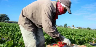 SOLICITAMOS COSECHADORES/AS DE BAYAS (RECOLECCIÓN, CLASIFICACIÓN Y EMPAQUE MANUAL), 1ER TURNO. MAS DE 40 PUESTOS Cosechadores/as De Bayas Berry Pickers