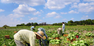 SE REQUIERE PEÓN AGRÍCOLA (POCA EXPERIENCIA), CONTRATO POR TIEMPO INDEFINIDO. INGRESO INMEDIATO, REMUNERACIÓN COMPETITIVA Peón Agrícola Agricultural Worker