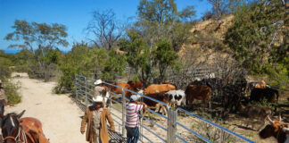 SE NECESITAN PEONES/AYUDANTES PARA RANCHO/GRANJA (CON O SIN EXPERIENCIA, SE ENTRENARÁ), BUEN PAGO POR HORA. 3 VACANTES Peones/Ayudantes Para Rancho/Granja Ranch Hands/Helpers