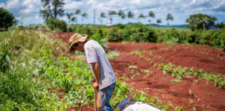 SE SOLICITAN PEONES/AS AGRÍCOLAS (4 PUESTOS), CULTIVOS DE FRUTAS Y HORTALIZAS. NO SE REQUIERE EXPERIENCIA. SE ENTRENARÁ Peones/as Agrícolas agricultural laborer
