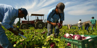 SE NECESITAN 10 PEONES/AS AGRÍCOLAS (CON O SIN EXPERIENCIA), BUEN PAGO POR HORA. INCORPORACIÓN INMEDIATA Peones/as Agrícolas agricultural laborer