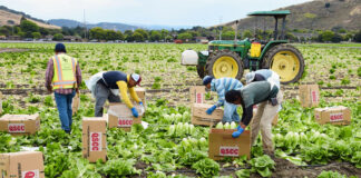 SE SOLICITAN PEONES/AS PARA RECOLECCIÓN DE HORTALIZAS Y FRUTAS (CON O SIN EXPERIENCIA), SALARIO SEGÚN CONVENIO Peones/as pawns