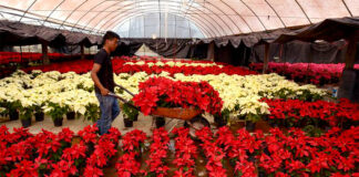 SE REQUIEREN TRABAJADORES PARA VIVERO DE PLANTAS (MÁS DE 160 PUESTOS), NO ES NECESARIO EXPERIENCIA Trabajadores Para Vivero De Plantas plant nursery worker
