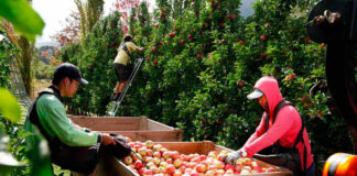 SE SOLICITAN 15 TRABAJADORES/AS AGRÍCOLAS PARA HUERTO DE MANZANAS, NO ES NECESARIO EXPERIENCIA. SE ENTRENARÁ, BUEN PAGO Trabajadores/as Agrícolas agricultural worker