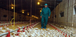 SELECCIONAMOS TRABAJADORES/AS DE GRANJA AVÍCOLA (60 VACANTES), NO ES NECESARIO EXPERIENCIA. BUEN PAGO Trabajadores/as De Granja Avícola Poultry Farm Worker