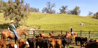 SE BUSCAN 2 AYUDANTES PARA RANCHO DE GANADO (POCA EXPERIENCIA). SALARIO $1,986.76 POR MES, MÁS VIVIENDA, COMIDAS, BONOS Y ANTICIPOS Ayudantes Para Rancho De Ganado empleo en Wyoming Livestock Ranch Helpers employment in Wyoming
