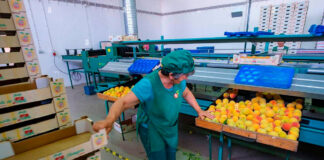SE SOLICITAN ENVASADORES/AS PARA ALMACENES DE FRUTA (NO REQUIERE EXPERIENCIA), VARIOS PUESTOS. SALARIO APROX. 1.300€/MES Envasadores:as para Almacenes de Fruta empleo en en España Packers for Fruit Warehouses jobs in Spain
