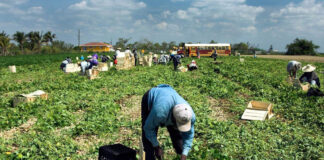 SE PRECISAN PEONES/AS AGRÍCOLAS (18 VACANTES), NO SE REQUIERE EXPERIENCIA. TIEMPO PARCIAL, TURNO DE MAÑANA Peones(as) agrícolas en España Farm workers