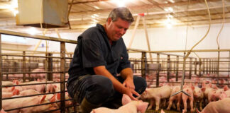SE SOLICITA PERSONAL PARA GRANJA PORCINA (NO SE REQUIERE EXPERIENCIA PREVIA), SALARIO SEGÚN CONVENIO Personal Para Granja Porcina peones Granja Porcina en España Empleo en Tarragona Pig Farm Staff Pig Farm in Spain Employment in Tarragona.jpg