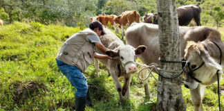 SE SOLICITA TRABAJADOR PARA GRANJA DE GANADO VACUNO (CON O SIN EXPERIENCIA), PAGO $22.00 – $25.00 POR HORA Trabajador Para Granja de Ganado Vacuno en Canadá Worker for Beef Farm in Canada