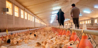 SE BUSCA TRABAJADOR DE GRANJA AVÍCOLA CON O SIN EXPERIENCIA (PRODUCCIÓN DE AVES Y HUEVOS), PAGO $20.00 POR HORA Trabajador de Granja Avícola Empleado Para Rancho en Canadá Empleo sin experiencia Poultry Farm Worker Ranch Employee in Canada