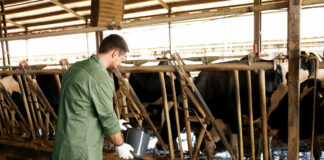 SE SOLICITA PEÓN/A GANADERO (NO SE REQUIERE EXPERIENCIA PREVIA), LABORES DE ORDEÑO. HORARIO A CONVENIR peon ganadero en españa livestock laborer in Spain
