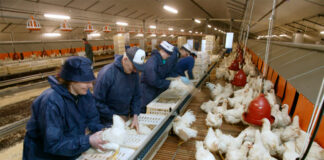 SE SOLICITA TRABAJADOR DE GRANJA AVÍCOLA (CON O SIN EXPERIENCIA), SE CAPACITARÁ A LA PERSONA ADECUADA. SUELDO $2720/MES + PAGO HORAS EXTRAS Trabajador de Granja Avícola en Estados Unidos Alcolu Carolina del Sur Empleo sin experiencia Poultry Farm Worker in the United States Alcolu South Carolina Employment without experience