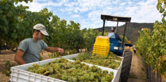 SE SOLICITAN TRABAJADORES PARA VIÑEDO (14 VACANTES), 40 HORAS SEMANALES JORNADA DE 7:00 AM A 3:30 PM. SUELDO $3160 POR MES Trabajadores Para Viñedo Empleo de peón en Estados Unidos Empleo sin experiencia Vineyard Workers Laborer jobs in the United States Jobs without experience