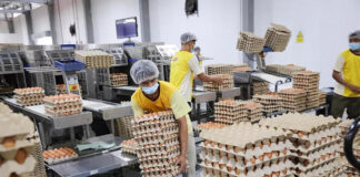 SE SOLICITA EMPAQUETADOR/A DE HUEVOS (CON O SIN EXPERIENCIA), JORNADA COMPLETA DE LUNES A VIERNES CON FINES DE SEMANA ALTERNOS. PAGO $18 – $25,20 POR HORA Empaquetador De Huevos en estados unidos Platteville Colorado Empleo sin experiencia Egg Packer in United States Platteville Colorado Jobs without experience