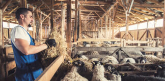 SE SOLICITA PEÓN PARA GRANJA DE OVEJAS (POCA EXPERIENCIA), 20 A 40 HORAS SEMANALES. SUELDO HASTA $2400 POR MES Peón Para Granja de Ovejas Empleo en Tennessee Rancho de Ganado en Estados Unidos Sheep Farm Laborer Jobs in Tennessee Cattle Ranch in the United States