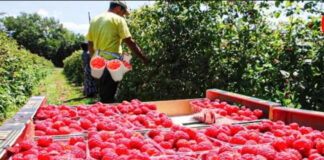 SE NECESITAN 85 PEONES/AS AGRÍCOLAS PARA GRANJA (COSECHA Y EMPAQUETADO DE FRAMBUESAS), POCA EXPERIENCIA. PAGO $19.75 POR HORA Peones Agrícolas Cosecha y Empaquetado de Frambuesas Empleo en California Farm Laborers Harvesting and Packing Raspberries Employment in California