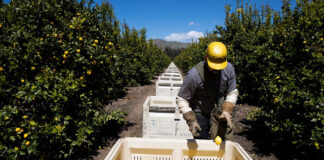 SE PRECISAN PEONES AGRÍCOLAS PARA FINCA DEL SECTOR CITRÍCOLA (POCA EXPERIENCIA), CONTRATO POR CAMPAÑA. BUEN PAGO POR HORA Peones Agrícolas Finca del Sector Citrícola Landarbeiter Zitrusfruchtsektor Agricultural Workers Citrus Sector Farm Braccianti agricoli Azienda agricola del settore agrumi