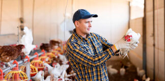 SE SOLICITAN 3 TRABAJADORES PARA GRANJA AVÍCOLA (NO SE REQUIERE EXPERIENCIA), FULL TIME. SALARIO HASTA $3310 MENSUAL Trabajadores Para Granja Avícola en Canadá Empleado para granja sin experiencia Granja familiar Poultry Farm Workers in Canada Farm employee with no experience Family farm