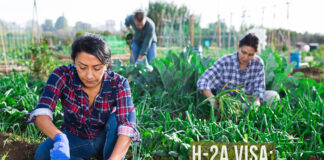 Visa H-2A para Trabajadores Agrícolas Temporales en Estados Unidos Visa H-2A para Trabajadores Agrícolas Temporales en Estados Unidos Trabajadores Agrícolas H-2A Visa for Temporary Agricultural Workers in the United States