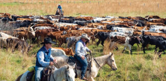 SE SOLICITAN CAPATACES/AS DE GRANJA (3 VACANTES), 40 HORAS SEMANALES. SALARIO $2953,6 AL MES + ALOJAMIENTO Y BENEFICIOS Capataces de Granja Empleado Para Rancho en Canadá Farm Foremen Ranch Employee in Canada Farm Vorarbeiter Capisquadra agricoli