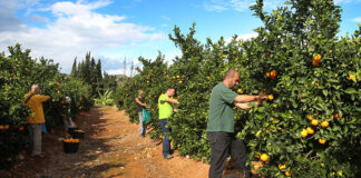 SE BUSCAN CUADRILLAS DE RECOLECTORES DE CÍTRICOS (NARANJAS) PARA LA TEMPORADA 2024/2025, MÍNIMO 9 PERSONAS. NO ES NECESARIO EXPERIENCIA, BUEN PAGO Cuadrillas de Recolectores de Cítricos Recolectores de Naranjas en España Carcaixent Valencia Empleo sin experiencia en España Crews of Citrus Pickers Orange Pickers in Spain