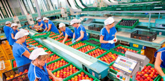 SELECCIONAMOS ENVASADORES/AS DE FRUTAS PARA EMPRESA HORTOFRUTÍCOLA (20 PUESTOS), INICIO INMEDIATO. BUEN SALARIO Envasadores de Frutas empleo de envasador en España Fitero Navarra Empresa Hortofrutícola Fruit Packers jobs as a packer in Spain Fitero Navarra Horticultural Company