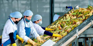 SE SOLICITAN MANIPULADORAS/ES DE FRUTA Y VERDURA (LABORES GENERALES), TURNOS ROTATIVOS. REMUNERACIÓN COMPETITIVA Manipuladoras de Fruta y Verdura en San Javier Empleo en Marcia empleo de envasador en España Fruit and Vegetable Handlers in San Javier Jobs in Marcia Packer jobs in Spain