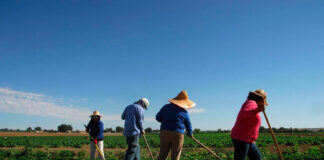 SE PRECISA PEÓN/A AGRÍCOLA PARA MANTENIMIENTO DE FINCA (EMPRESA DEL SECTOR AGRARIO), SALARIO SEGÚN CONVENIO Peón Agrícola Para Mantenimiento de Finca empleo de peón en España Bracciante agricolo per manutenzione di aziende agricole Agricultural Laborer Landarbeiter für landwirtschaftliche Instandhaltung