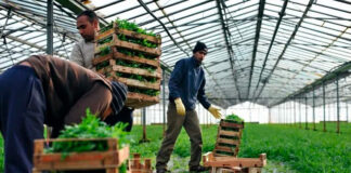 SE SOLICITAN PEONES/AS AGRÍCOLAS PARA INVERNADERO (TAREAS MANUALES), POCA EXPERIENCIA. 16 VACANTES, SUELDO $2642,4 AL MES Peones Agrícolas Para Invernadero Personnel for Nursery in United States Landarbeiter für Gewächshäuser Personal für Baumschulen Braccianti agricoli per serra Personale per vivaio