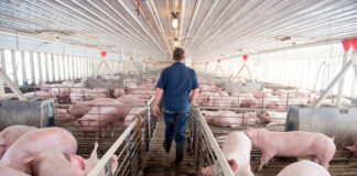 SE SOLICITA TRABAJADOR DE GRANERO CON O SIN EXPERIENCIA, PARA GRANJA DE CRÍA DE CERDOS. TIEMPO COMPLETO, SALARIO $3000 AL MES Trabajador de granero Granja de Cría de Cerdos en Arkona Empleo en Ontario Empleo sin experiencia en Canadá Barn Worker Pig Farm in Arkona Jobs in Ontario Jobs without experience in Canada