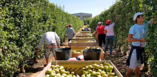 SE SOLICITAN TRABAJADORES AGRÍCOLAS PARA RECOLECCIÓN DE PERAS (NO SE REQUIERE EXPERIENCIA), MAS DE 300 plademallorca. PAGO $19.25 POR HORA Trabajadores Agrícolas Granjas de Frutas Peón Agrícola en Estados Unidos Recolectores de Peras Agricultural Workers Fruit Farms Farm Labor in the United States Pear Pickers