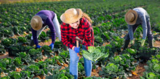 SE SOLICITAN 10 TRABAJADORES AGRÍCOLAS EN GENERAL (NO REQUIERE EXPERIENCIA, SE ENTRENARÁ). PAGO $17.40 POR HORA + ALOJAMIENTO Y BENEFICIOS Trabajadores Agrícolas en General Empleo de Peón Agrícola en Canadá Maple Ridge Columbia Británica General Agricultural Workers Farm Labor Employment in Canada