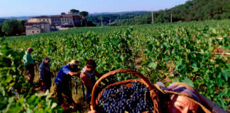 SE SOLICITAN TRABAJADORES PARA VIÑEDO (12 VACANTES), POCA EXPERIENCIA. 48 HORAS SEMANALES, PAGO $17.80 POR HORA Trabajadores Para Viñedo Empleo de peón en Estados Unidos Empleo en New York Vineyard Workers Jobs in New York Weinbergarbeiter Lavoratori del vigneto