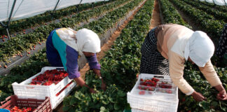 SE SOLICITAN TRABAJADORES DE CAMPO (NO REQUIERE EXPERIENCIA), 122 VACANTES. TURNO DE MAÑANA, PAGO $19.75 POR HORA Trabajadores de Campo Empleo de Peón Agrícola en Oxnard California Cosecha y cultivo de bayas sin experiencia Field Workers Farm Labor Jobs in Oxnard California Harvesting and growing berries without experience