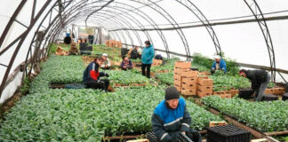 SE NECESITAN TRABAJADORES DE INVERNADERO (22 VACANTES), NO REQUIERE EXPERIENCIA. SALARIO $2985,6 POR MES Trabajadores de Invernadero en USA Personal para Vivero Empleo sin experiencia en USA Greenhouse Workers in the USA Nursery Personnel Employment without experience in the USA