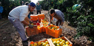 SE PRECISA AUXILIAR AGRÍCOLA (CON O SIN EXPERIENCIA), EMPRESA LÍDER EN EL SECTOR CITRÍCOLA. SALARIO 1500€ AL MES Auxiliar Agrícola sector citricola en España Beniarjó Valencia Empleo sin experiencia en España Agricultural Assistant citrus sector in Spain Beniarjó Valencia Job without experience in Spain