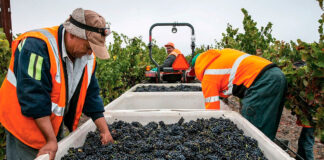 SE NECESITAN OPERARIOS/AS AGRÍCOLAS PARA VIÑEDO (9 VACANTES), NO REQUIERE EXPERIENCIA. 2 DÍAS A LA SEMANA, CONTRATO POR TEMPORADA Operarios Agrícolas Para Viñedo peones agrícolas en España Santa Maria De Miralles Empleo en Barcelona Empresa del sector vinícola Empleo sin experiencia Agricultural Workers for Vineyards