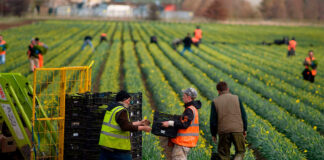SE SOLICITA PEÓN/A AGRÍCOLA (POCA EXPERIENCIA), DE LUNES A VIERNES 40 HORAS SEMANALES. EXCELENTE REMUNERACIÓN Peón Agrícola Empleo de Peón agrícola en Navarra peones agrícolas en España Agricultural Laborer Employment of Agricultural Laborer in Navarra agricultural laborers in Spain
