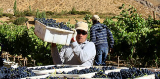 SE NECESITA PEÓN/A AGRÍCOLA PARA VIÑEDO (MÍNIMA EXPERIENCIA), IMPORTANTE EMPRESA DEL SECTOR VITIVINÍCOLA. BUEN SUELDO Y BENEFICIOS Peón Agrícola Para Viñedo Empresa del Sector Vitivinícola Gumiel De Izan Empleo en Burgos peones agrícolas en España Agricultural Laborer for Vineyard in Spain Company in the Wine Sector