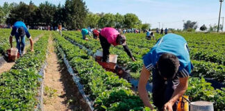 SE SOLICITA PEÓN/A AGRÍCOLA (NO REQUIERE EXPERIENCIA), PERSONA CON GANAS DE TRABAJAR Y ACTITUD POSITIVA. BUEN PAGO MENSUAL Peón Agrícola sin experiencia peones agrícolas en España Empleo sin Experiencia en España Empleo en Huesca Agricultural Laborer without experience agricultural laborers in Spain