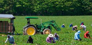 SE SOLICITAN PEONES AGRÍCOLAS (NO REQUIERE EXPERIENCIA, SE ENTRENARÁ), 8 VACANTES. 40 HORAS SEMANALES, PAGO $17,40 POR HORA Peones Agrícolas Empleo de Peón Agrícola en Canadá Surrey Columbia Británica Empleo sin experiencia Farm Laborers Farm Labor Jobs in Canada Surrey British Columbia Jobs without experience