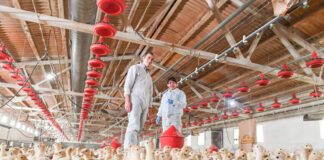 SOLICITAMOS TRABAJADOR DE CRIADERO PARA GRANJA AVÍCOLA (NO ES NECESARIO EXPERIENCIA PREVIA), PAGO $18,50 POR HORA Trabajador de Criadero Para Granja Avícola en USA Granja Avícola en USA California Perdue Farms Inc Hatchery Worker for Poultry Farm in the United States Poultry Farm in the USA